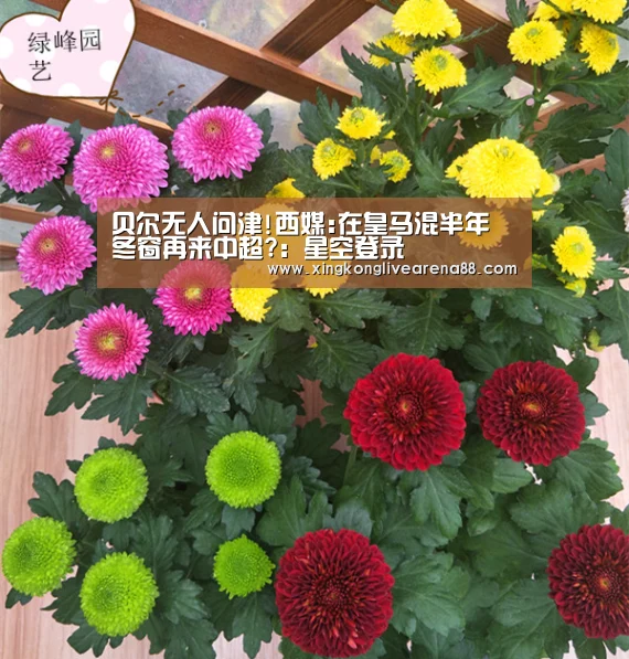 贝尔无人问津!西媒:在皇马混半年 冬窗再来中超?:星空登录(图1) 星空官网